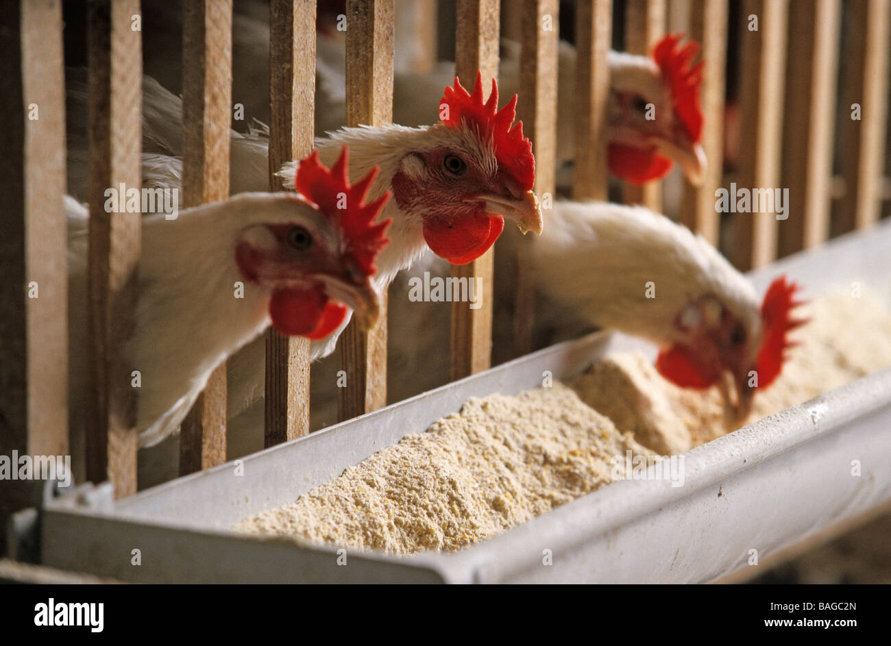 France, Saône et Loire, environs de Louhans, Poulet de Bresse AOC ferme  d'élevage de poulets, poulets d'engraissement sous les arbres de l'épinette  Photo Stock - Alamy