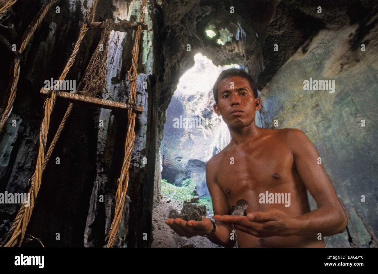 La Malaisie, Bornéo, Sabah Province, Sandakan, grottes Gomatong, la récolte des nids d'hirondelle Banque D'Images