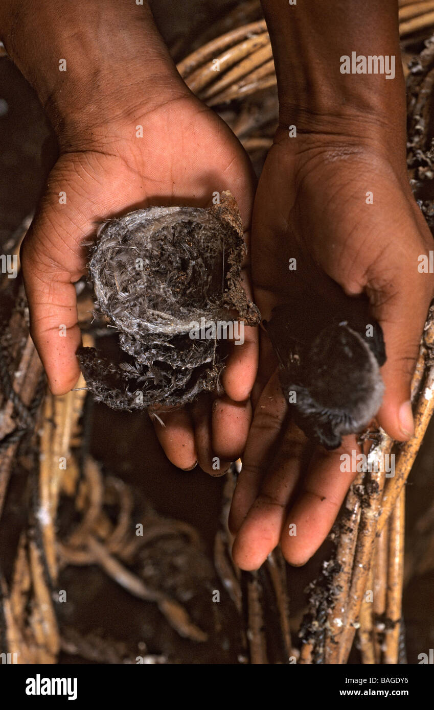 La Malaisie, Bornéo, Sabah Province, Sandakan, la récolte des nids d'hirondelle Banque D'Images