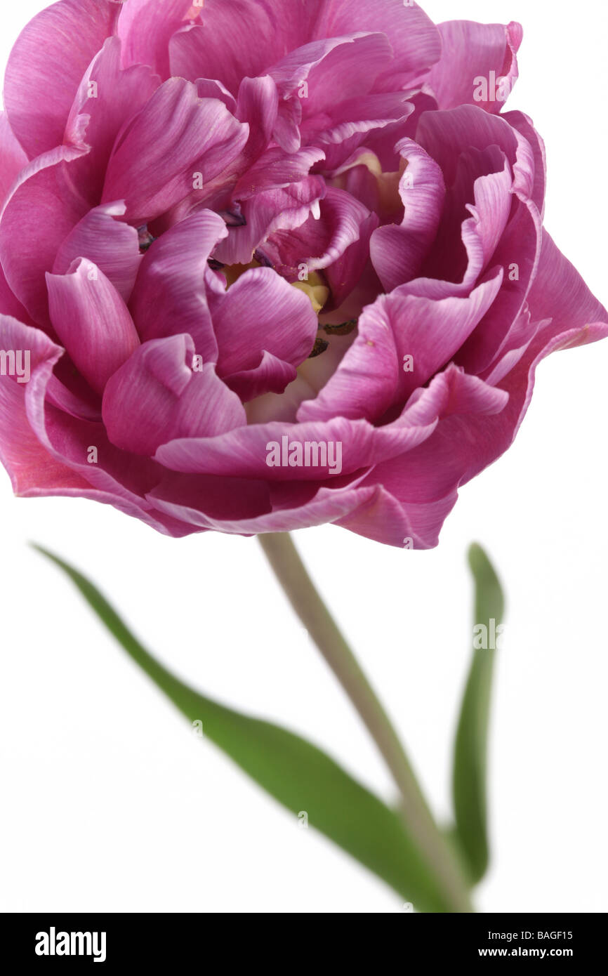 Close up of Tulip Lilac Perfection Banque D'Images