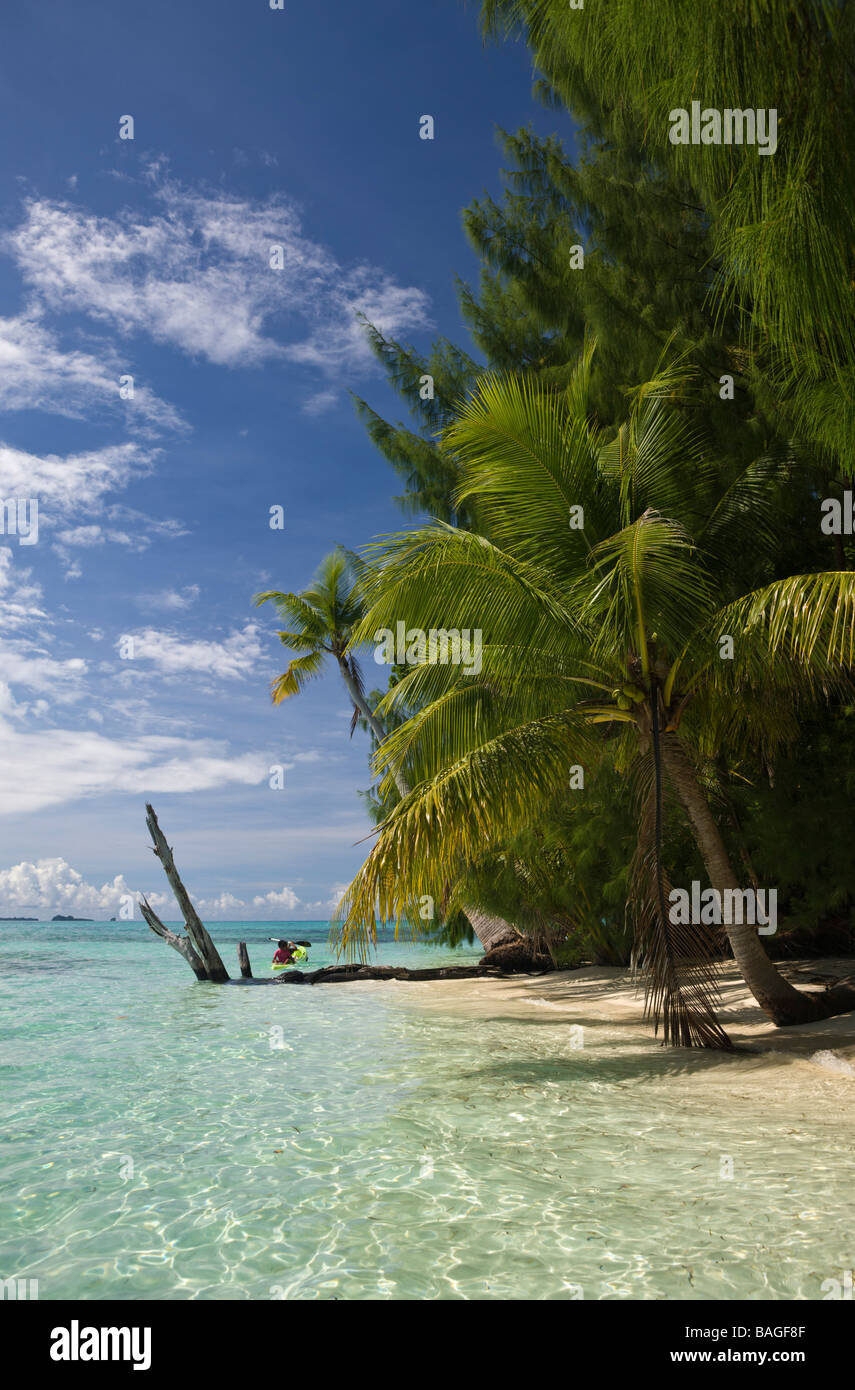 La plage bordée de palmiers au Palau Micronésie Palau Banque D'Images