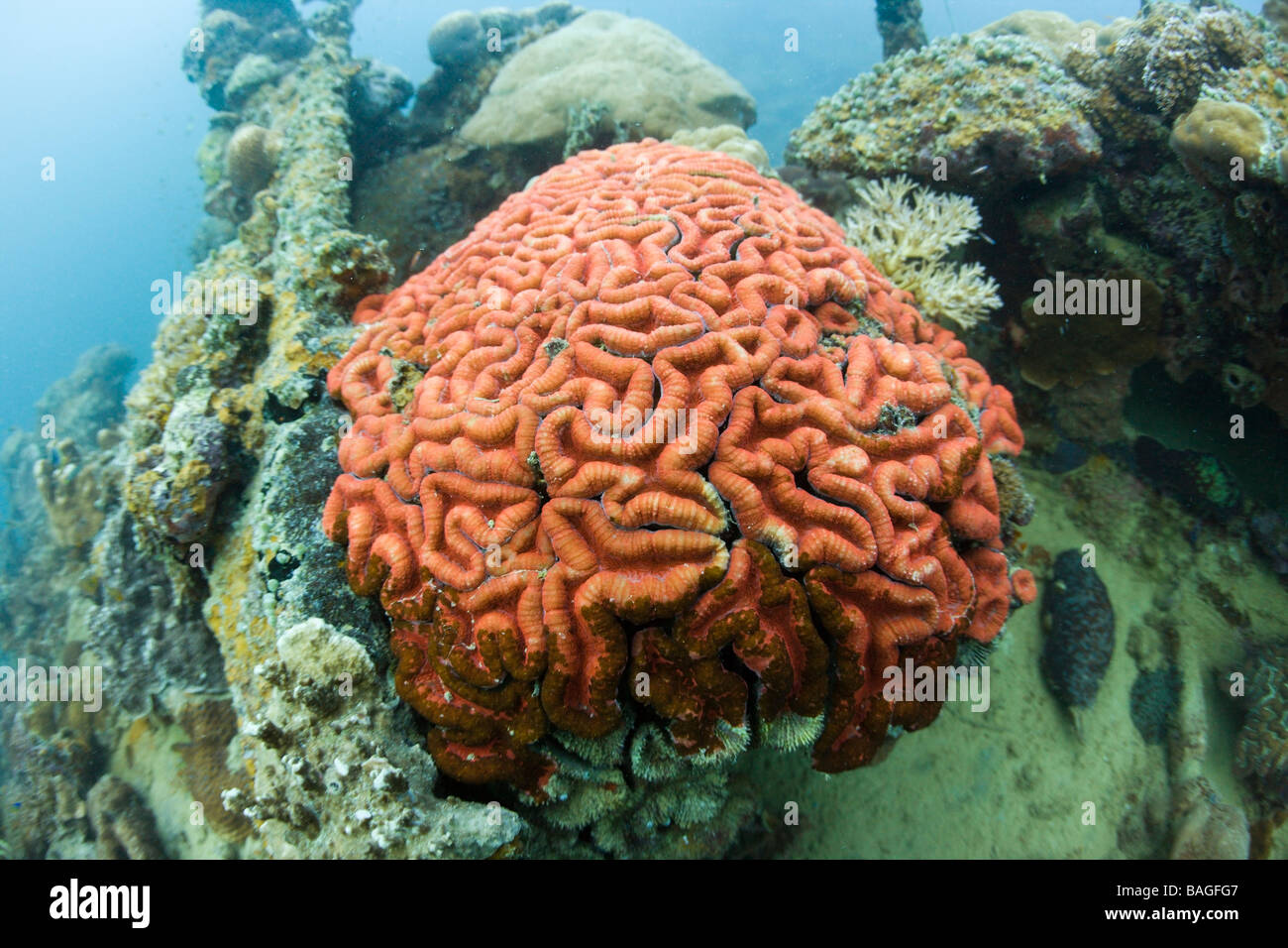 La fluorescence des coraux coraux cerveau dans la lumière du jour Micronésie Palau Banque D'Images