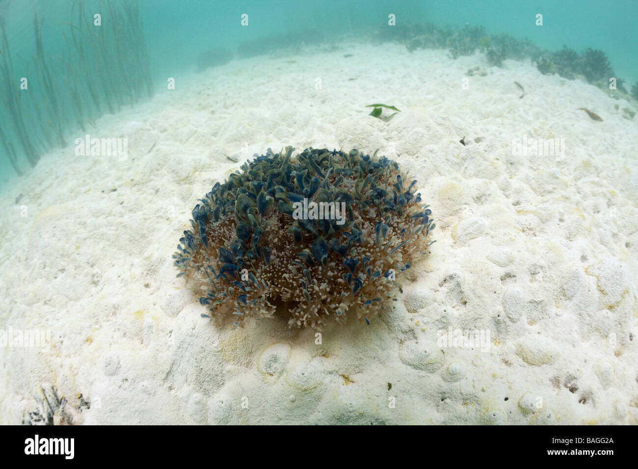 À l'envers sur le sable de méduses Cassiopea andromeda Risong Bay Micronésie Palau Banque D'Images
