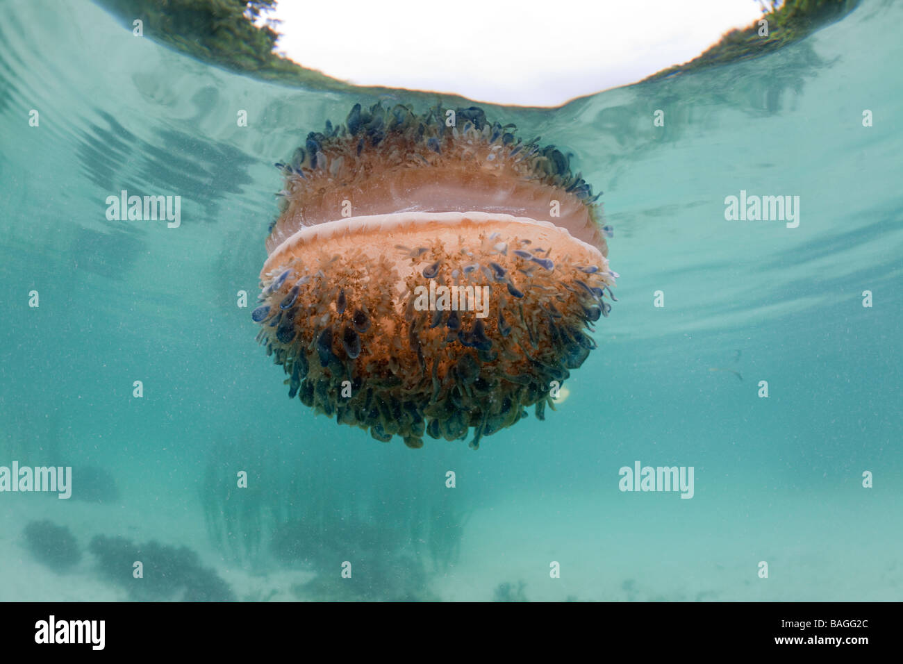 L'envers de la surface à méduses Cassiopea andromeda Risong Bay Micronésie Palau Banque D'Images