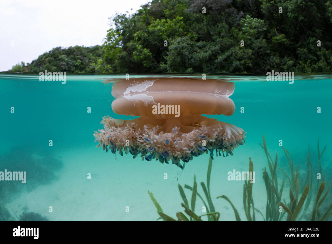 L'envers de la surface à méduses Cassiopea andromeda Risong Bay Micronésie Palau Banque D'Images