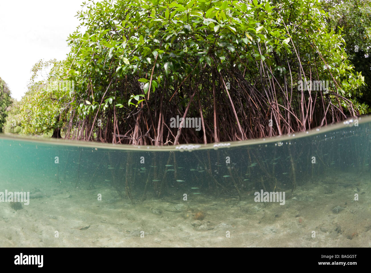 Les mangroves de la baie Baie Risong Risong Micronésie Palau Banque D'Images