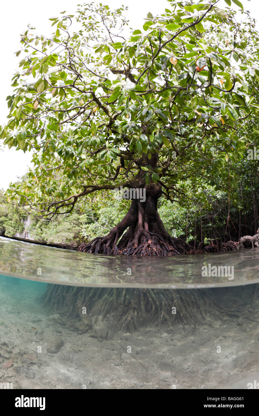 Les mangroves de la baie Baie Risong Risong Micronésie Palau Banque D'Images
