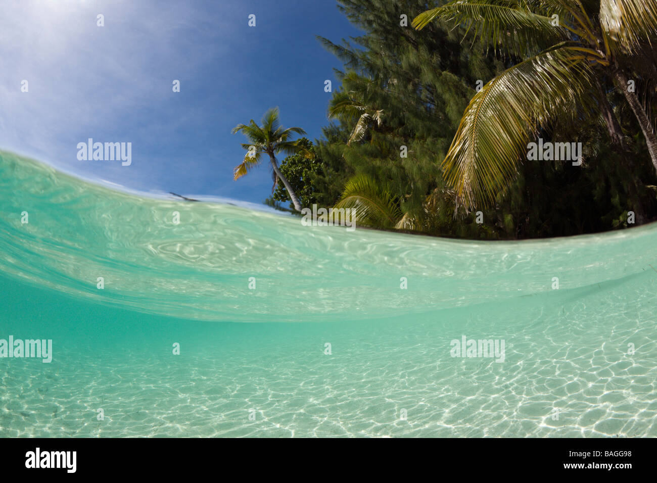 Lagon et la plage bordée de palmiers Micronésie Palau Banque D'Images