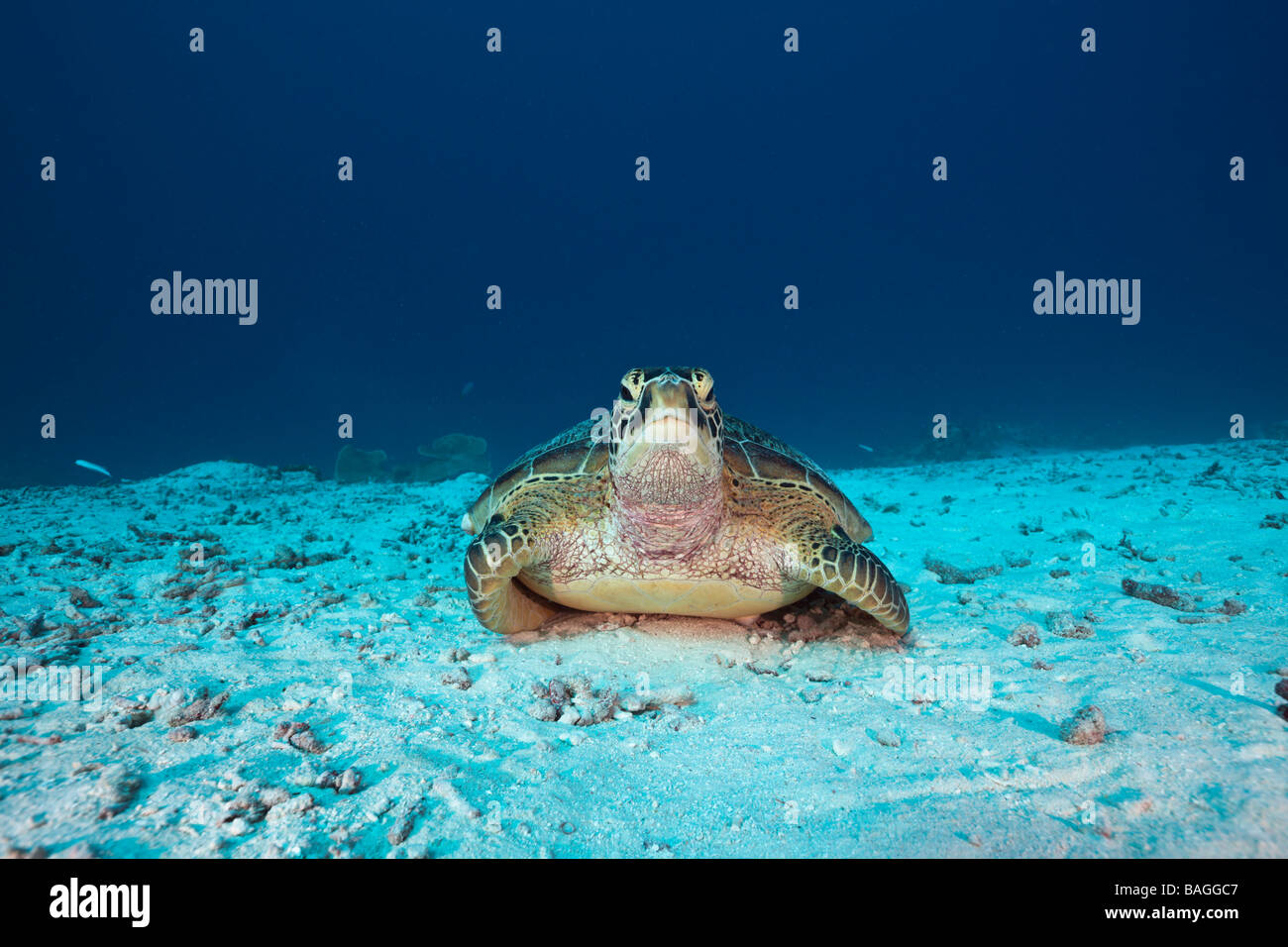 La Tortue verte Chelonia mydas Canal allemand Micronésie Palau Banque D'Images