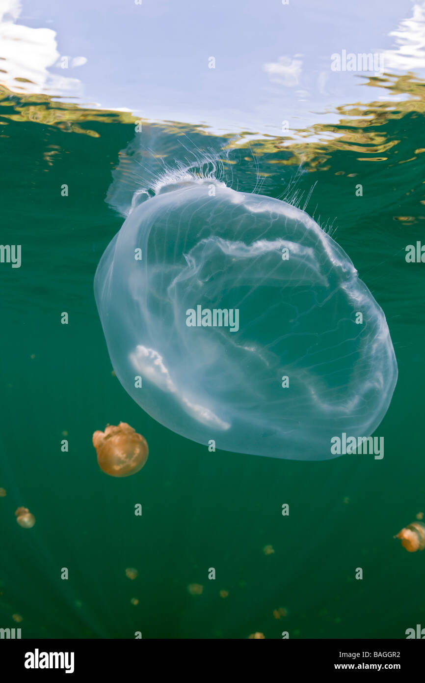 Méduse de Lune géant dans Jellyfish lake Aurita aurita Jellyfish lake Micronésie Palau Banque D'Images
