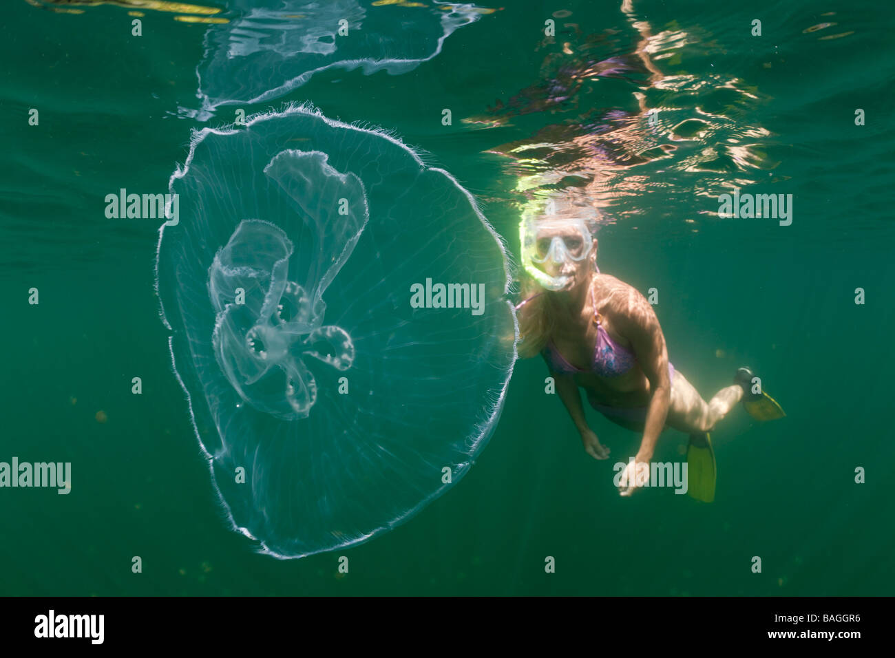 Méduse de lune et la peau Diver Aurita aurita Jellyfish lake Micronésie Palau Banque D'Images