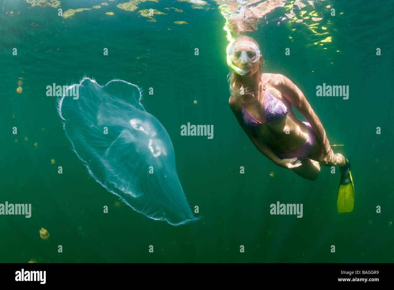 Méduse de lune et la peau Diver Aurita aurita Jellyfish lake Micronésie Palau Banque D'Images