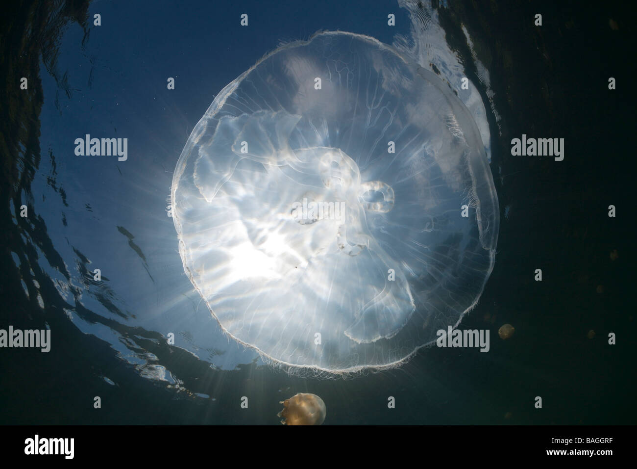 Méduse de lune avec rétroéclairage Aurita aurita Jellyfish lake Micronésie Palau Banque D'Images