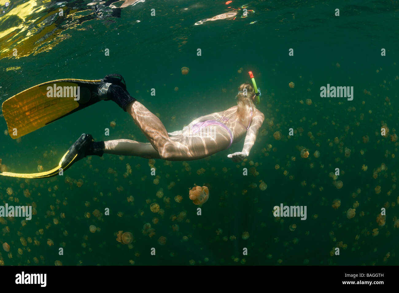 Plongée libre dans le lac des méduses Mastigias papua etpisonii Jellyfish lake Micronésie Palau Banque D'Images