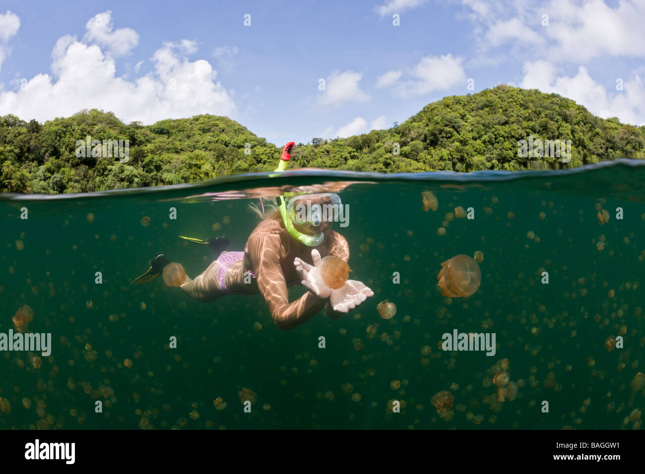 Nager avec des méduses Mastigias papua etpisonii inoffensifs Jellyfish lake Micronésie Palau Banque D'Images