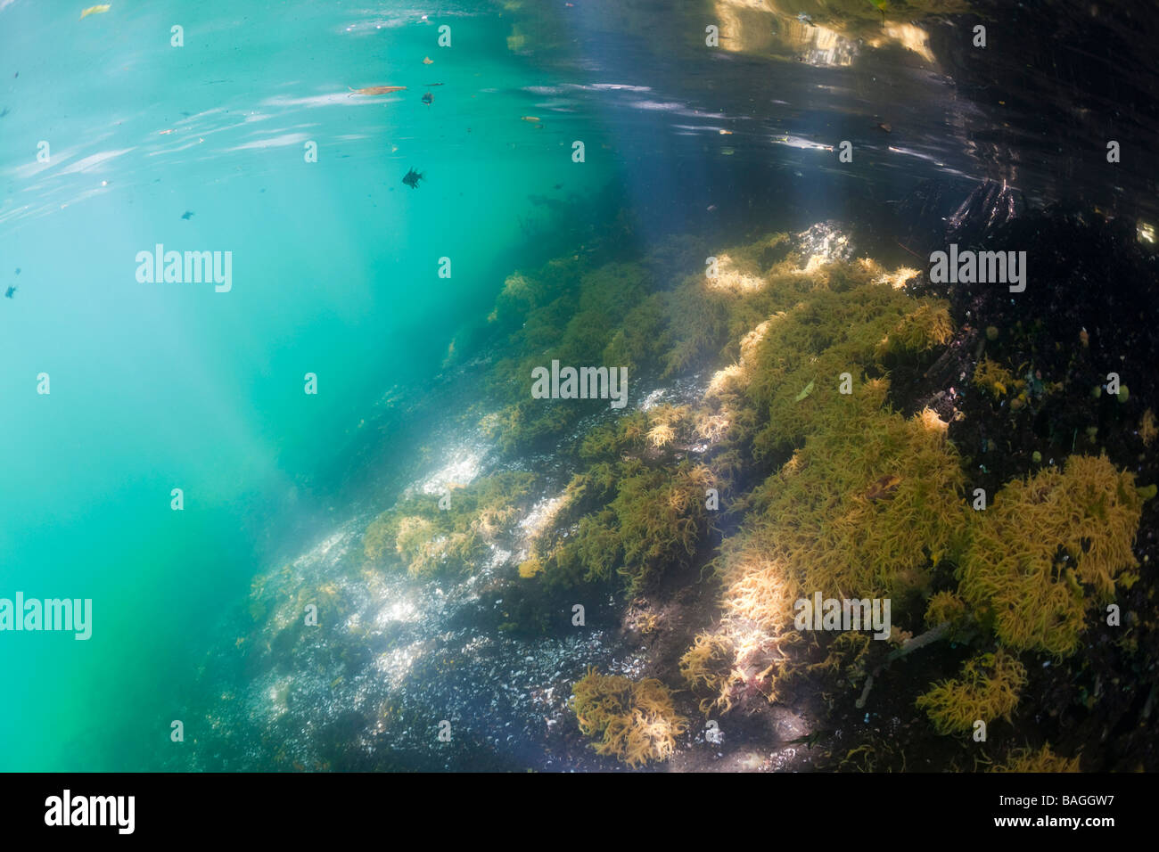 Les mangroves d'Éponges Jellyfish lake Micronésie Palau Banque D'Images