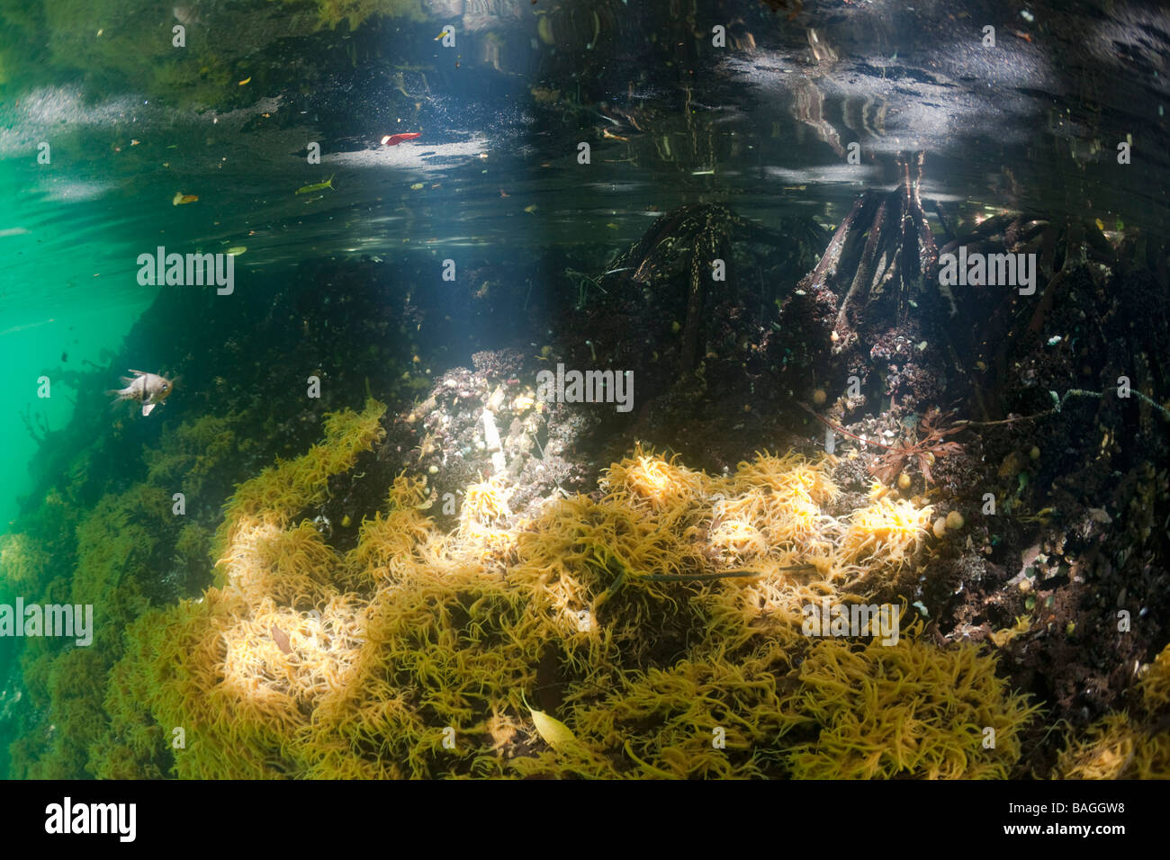 Les mangroves d'Éponges Jellyfish lake Micronésie Palau Banque D'Images