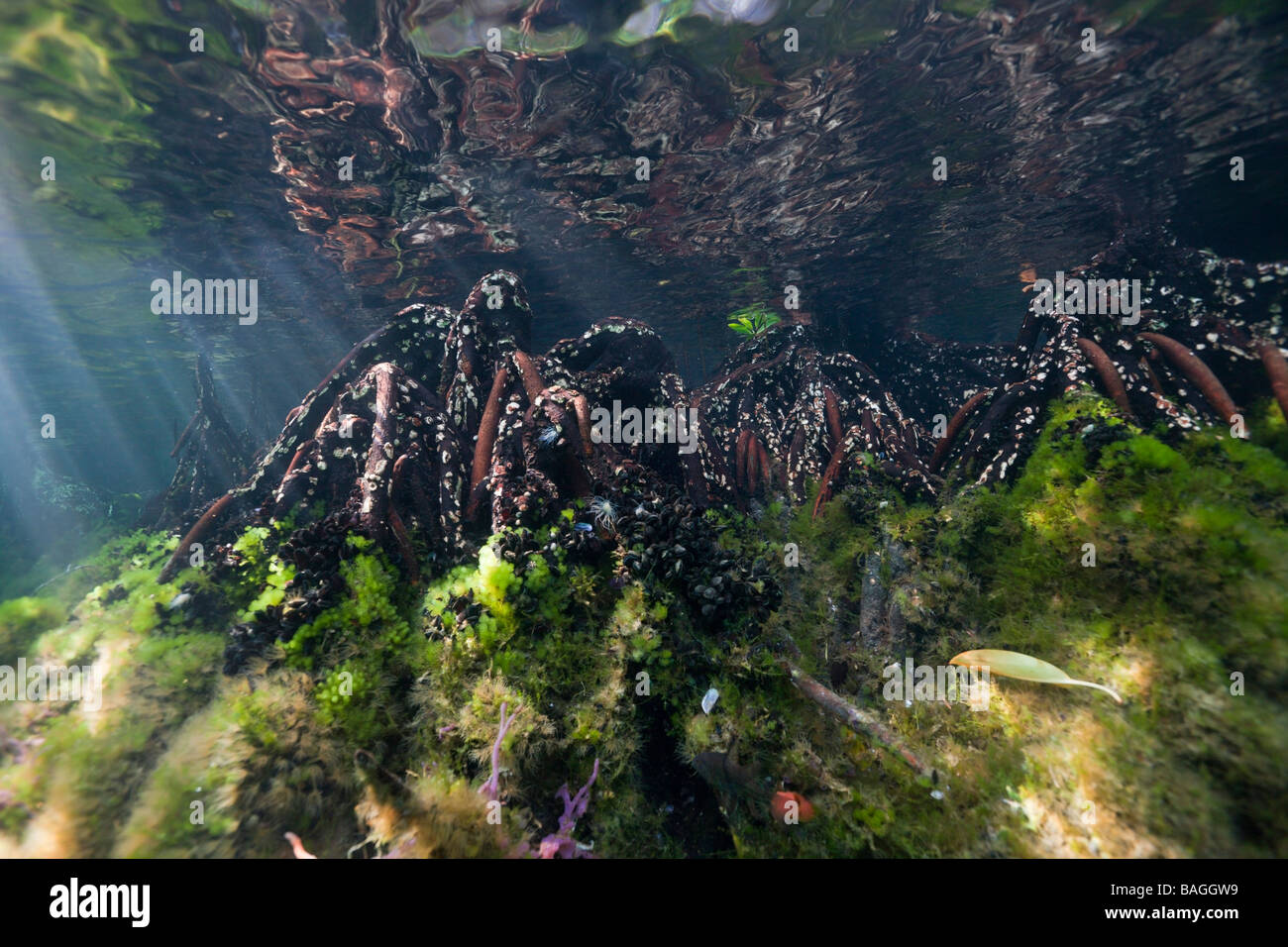 Les mangroves dans le lac Jellyfish Jellyfish lake Micronésie Palau Banque D'Images