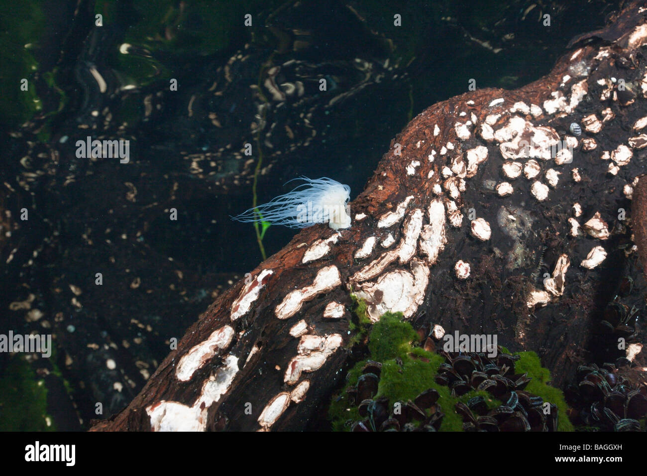 Dans les mangroves de l'anémone Entacmaea medusivora Jellyfish lake Micronésie Palau Banque D'Images