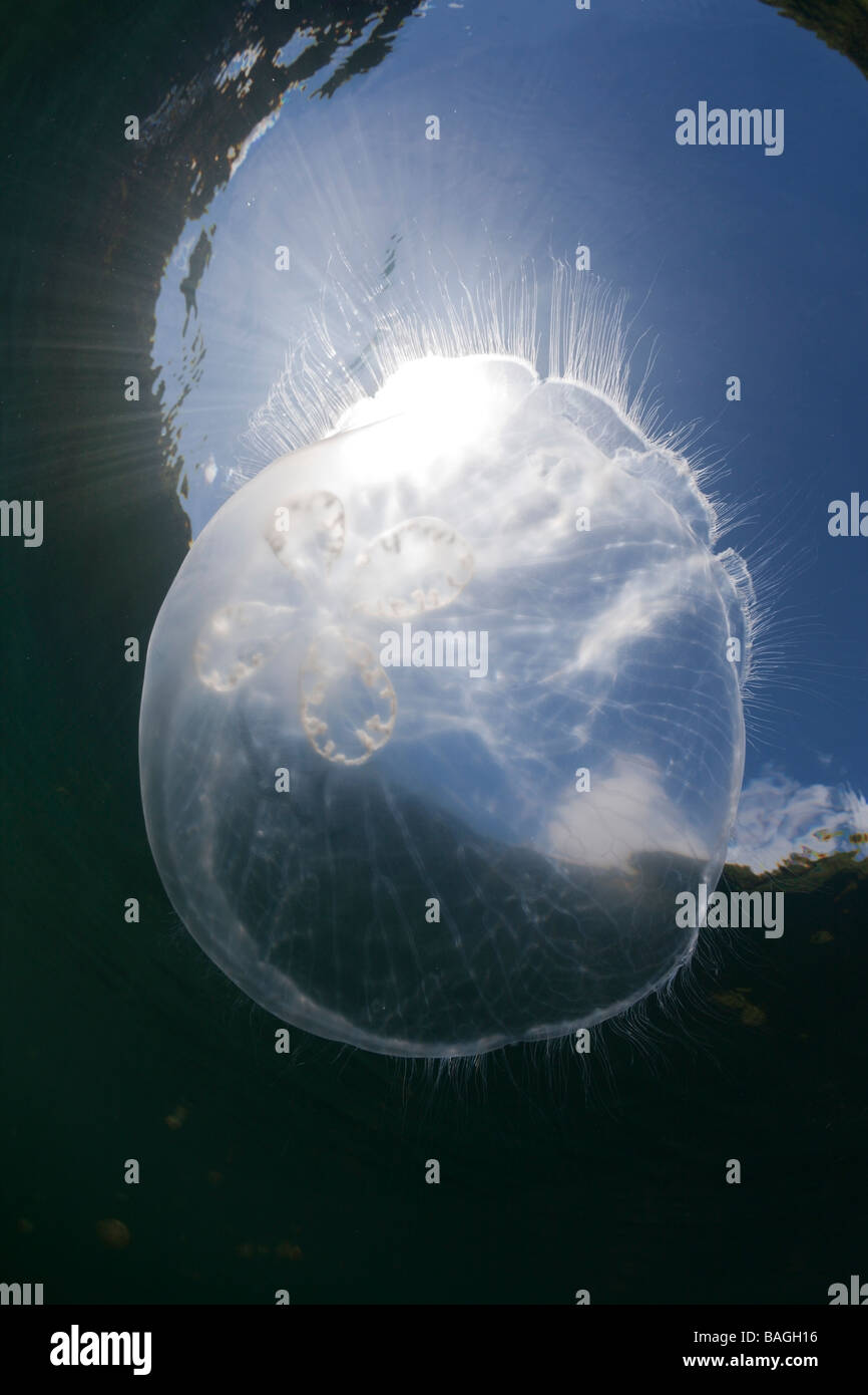 Méduse lune Aurita aurita Jellyfish lake Micronésie Palau Banque D'Images