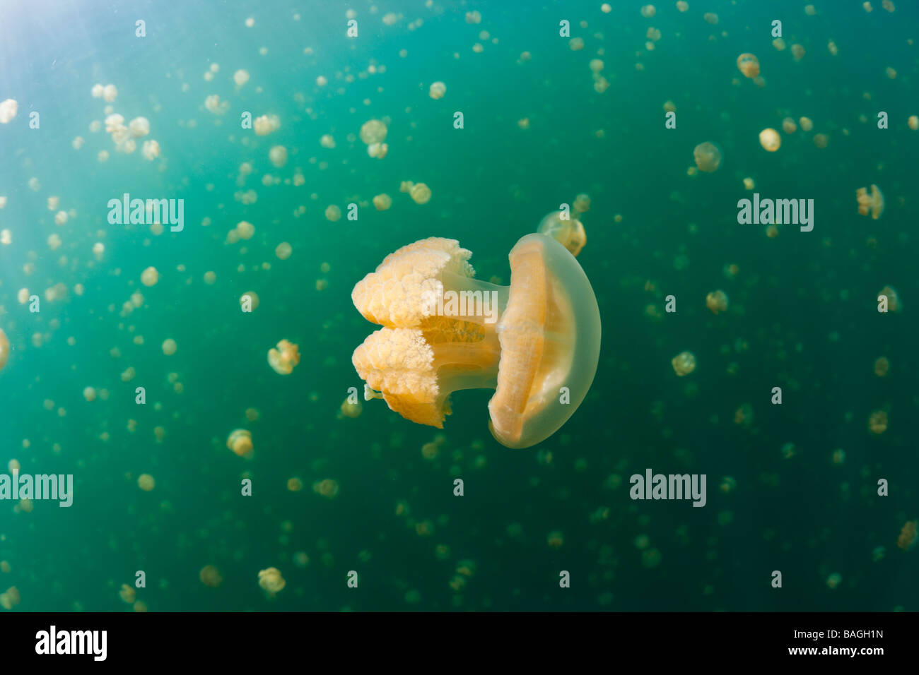 En méduses Mastigias papua etpisonii Marine Lake Jellyfish lake Micronésie Palau Banque D'Images