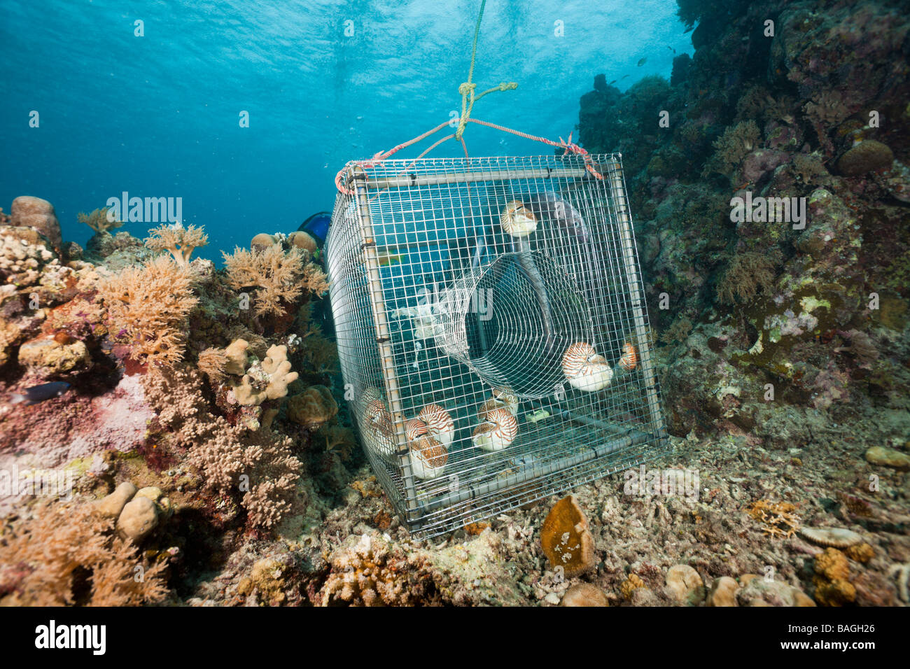 Où Nautilus piégé à partir de 300 mètres dans la nuit belauensis Nautilus Micronésie Palau Banque D'Images