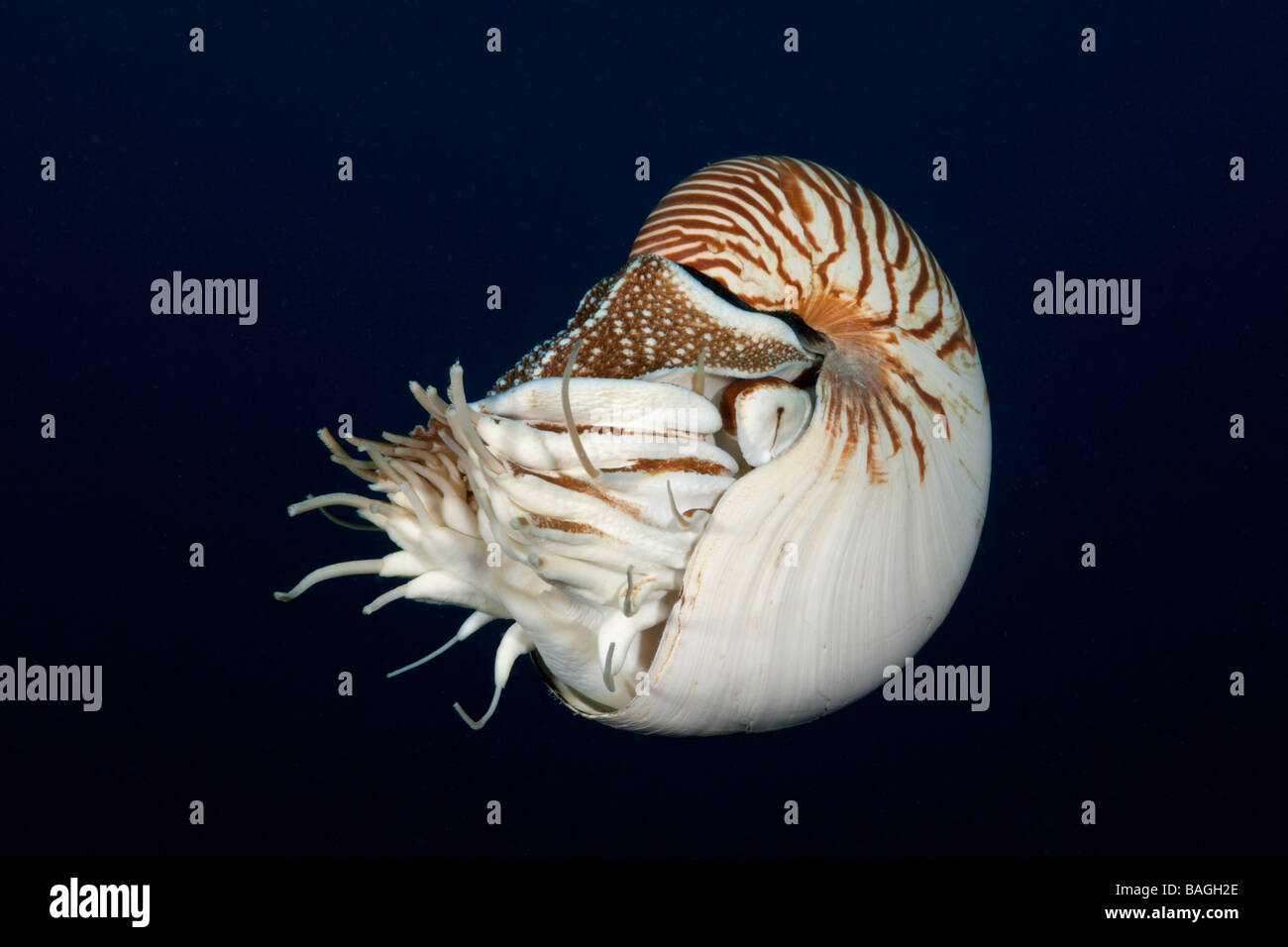 Chambré Nautilus Nautilus belauensis Micronésie Palau Banque D'Images