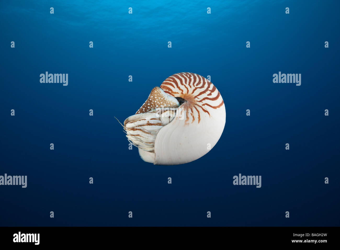 Chambré Nautilus Nautilus belauensis Micronésie Palau Banque D'Images