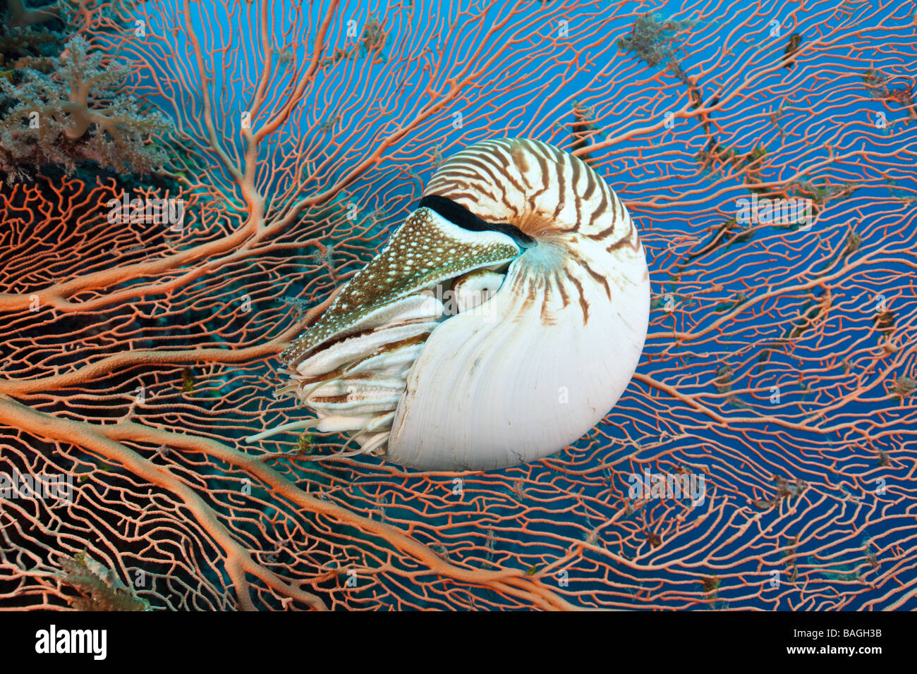 Chambré Nautilus Nautilus belauensis Micronésie Palau Banque D'Images