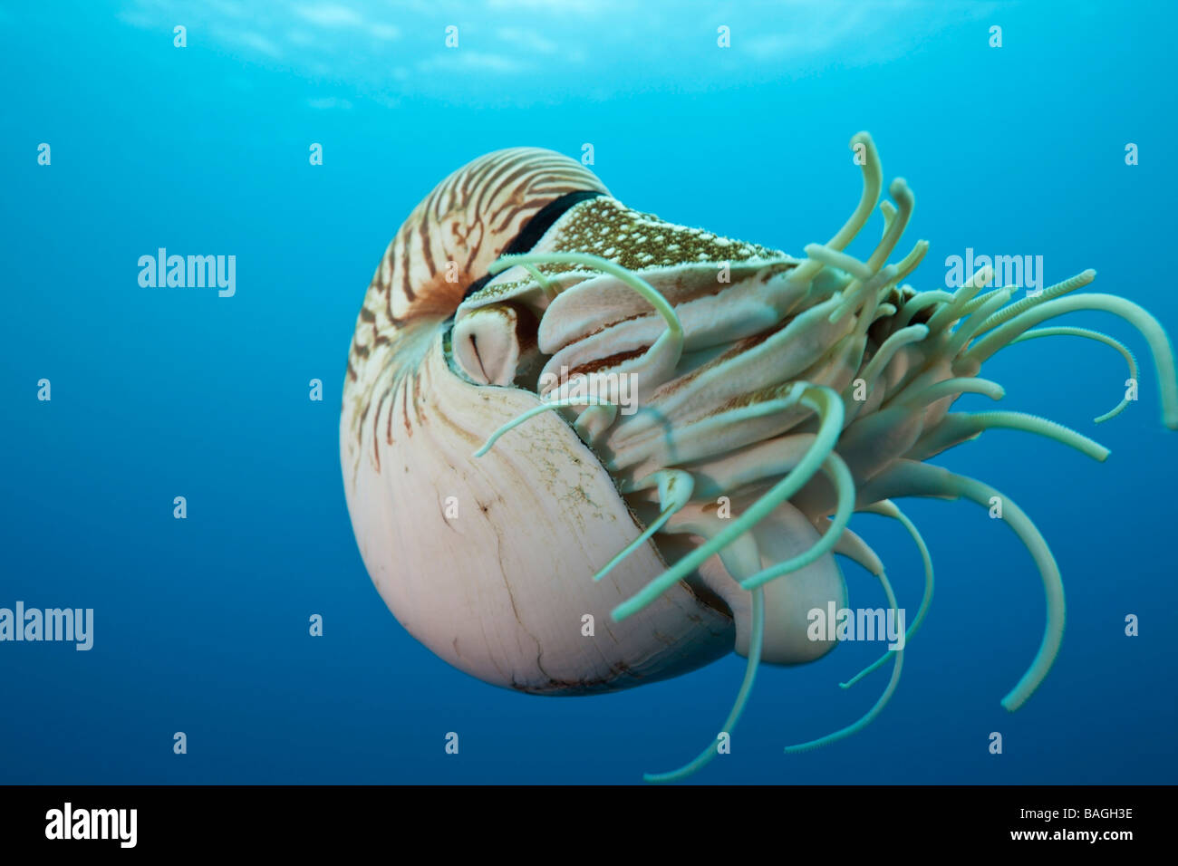 Chambré Nautilus Nautilus belauensis Micronésie Palau Banque D'Images