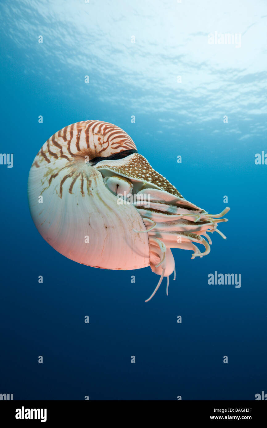 Chambré Nautilus Nautilus belauensis Micronésie Palau Banque D'Images