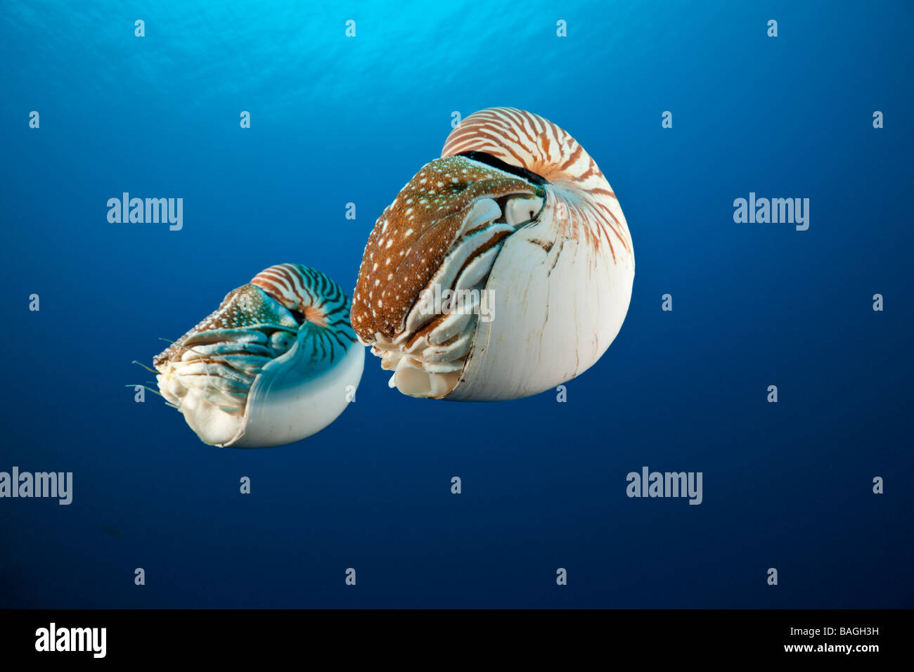Paire Recloisonnées Nautilus Nautilus belauensis Micronésie Palau Banque D'Images