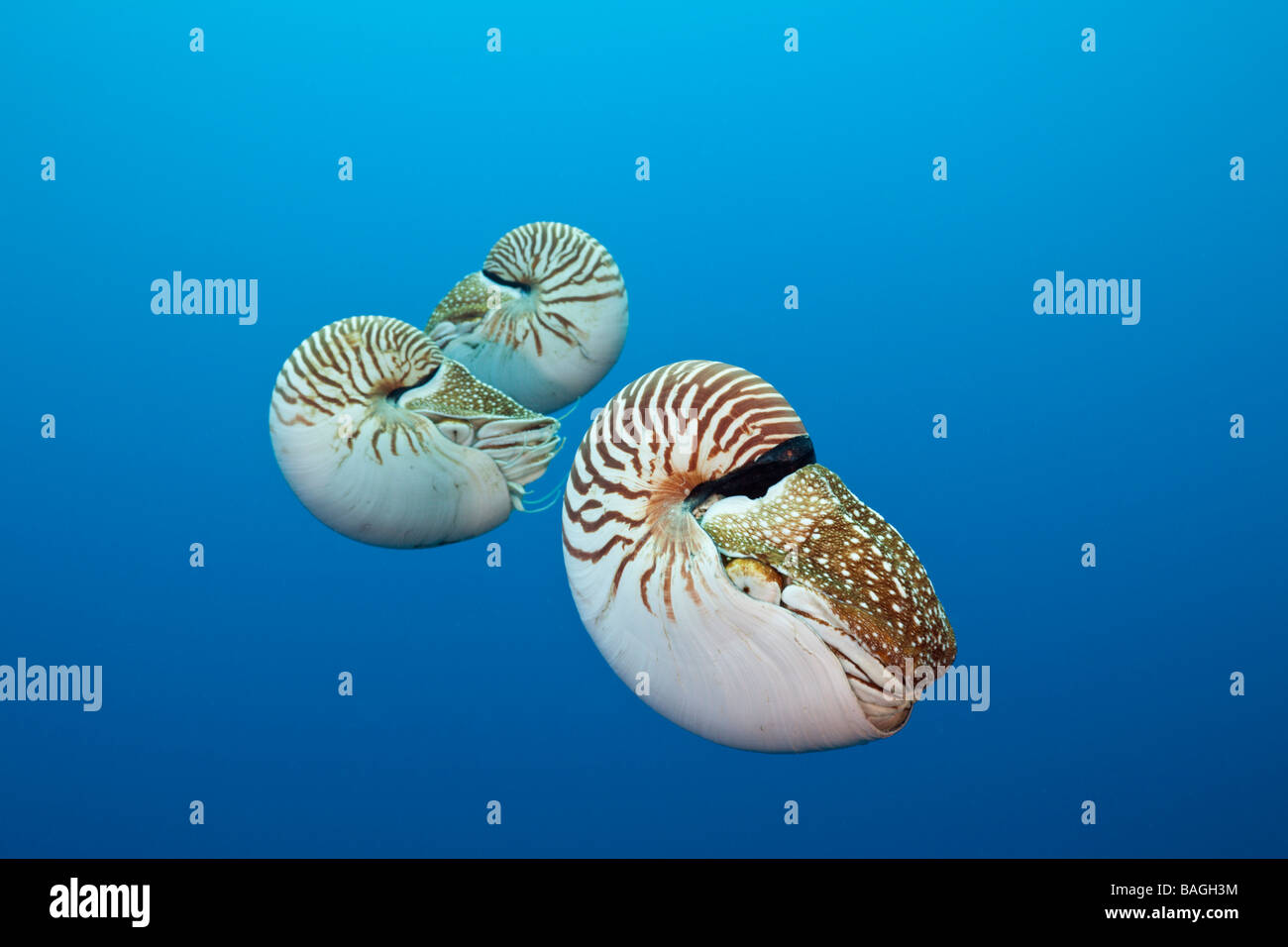 Groupe de chambré Nautilus Nautilus belauensis Micronésie Palau Banque D'Images