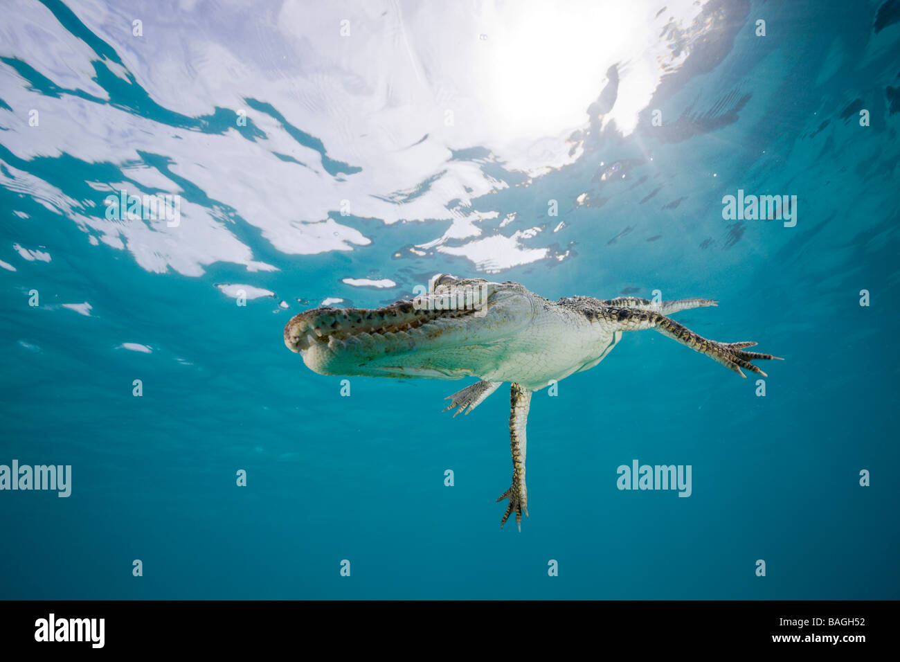 Saltwater crocodile Crocodylus porosus Micronésie Palau Banque D'Images