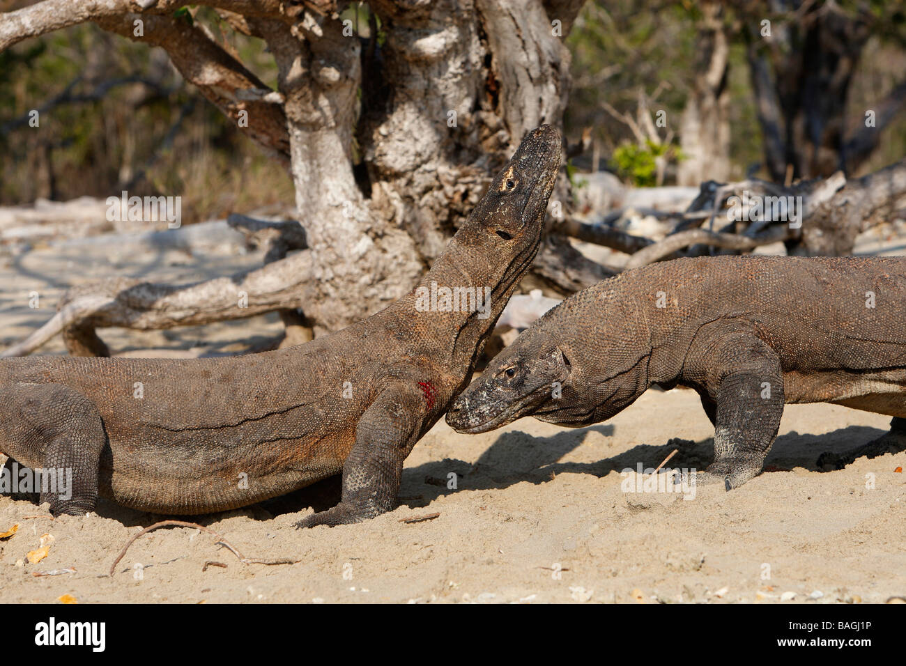 Dragon de Komodo (Varanus komodoensis), deux individus en compétition pour la nourriture Banque D'Images