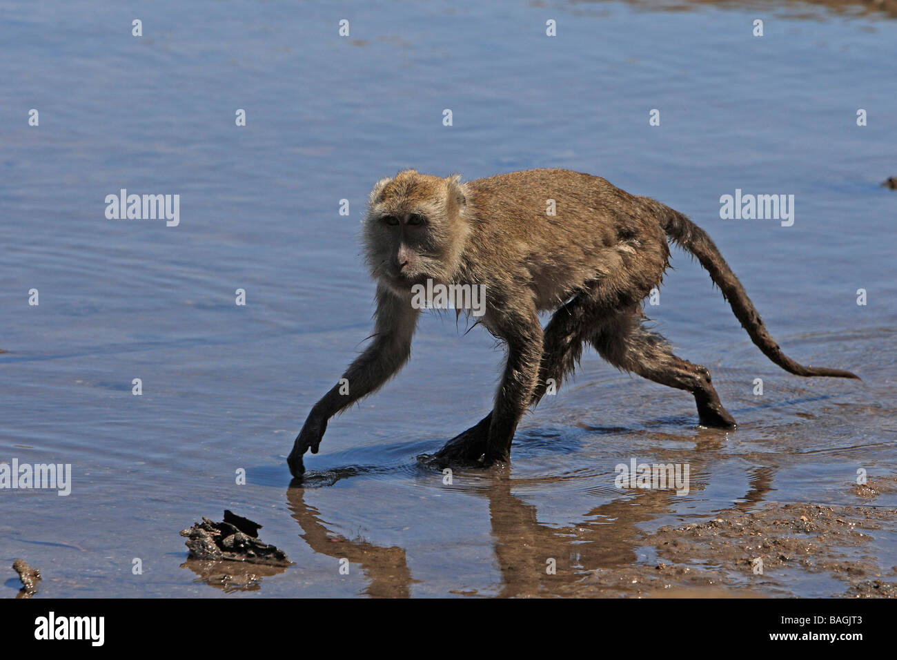 Macaque à longue queue, de manger du crabe (Macaca fascicularis Macaque, Macaca irus) se nourrissent dans les eaux peu profondes Banque D'Images