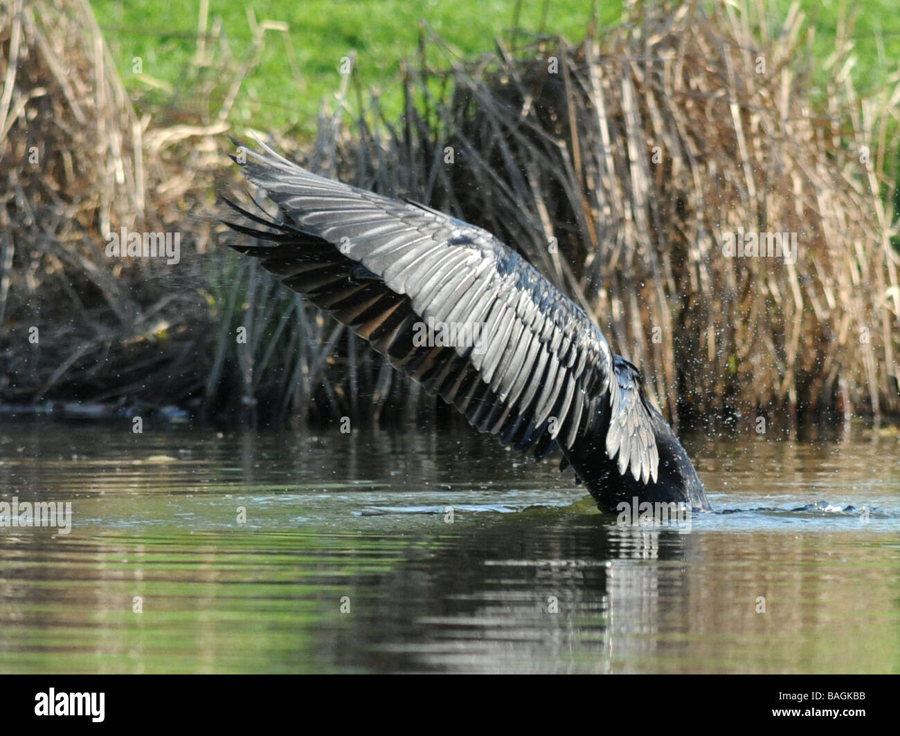 Un cormoran ou shag en utilisant ses ailes pour créer de l'ombre et aider à voir sous l'eau. Banque D'Images