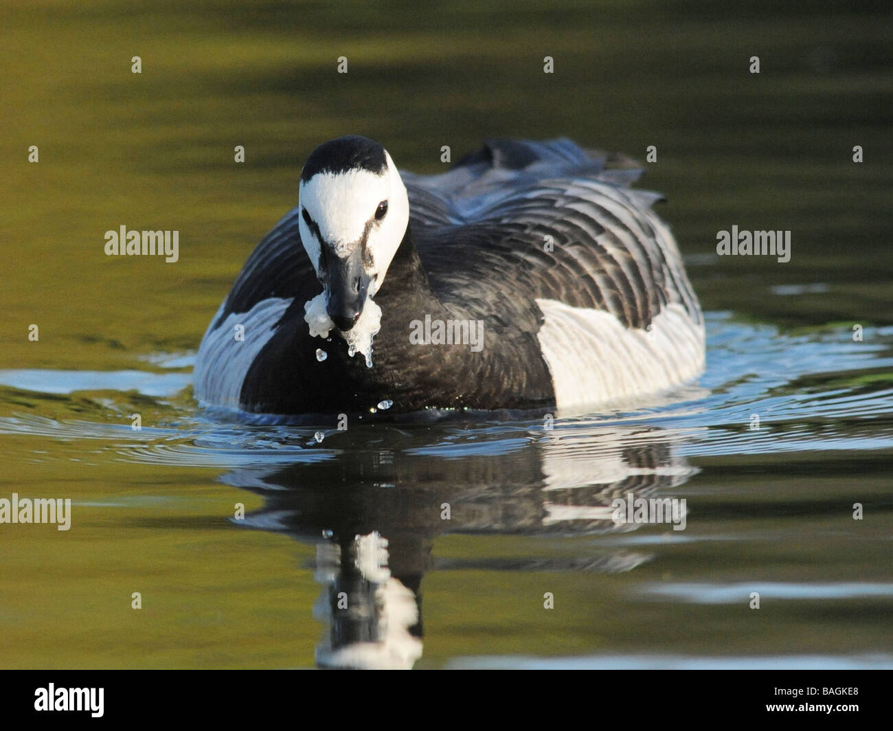 Un canard noir et blanc manger certains pain mouillé. Banque D'Images