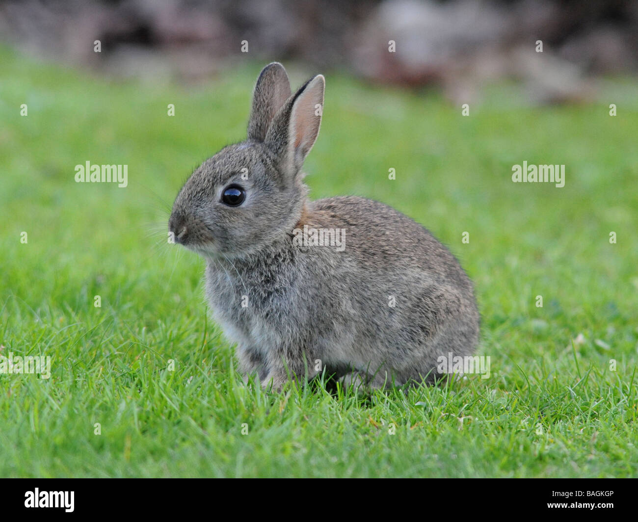 Bébé lapin sauvage