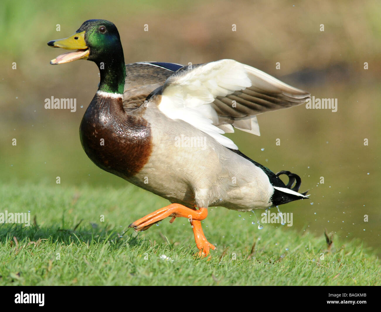 Un très heureux duck, canard souriant. Banque D'Images