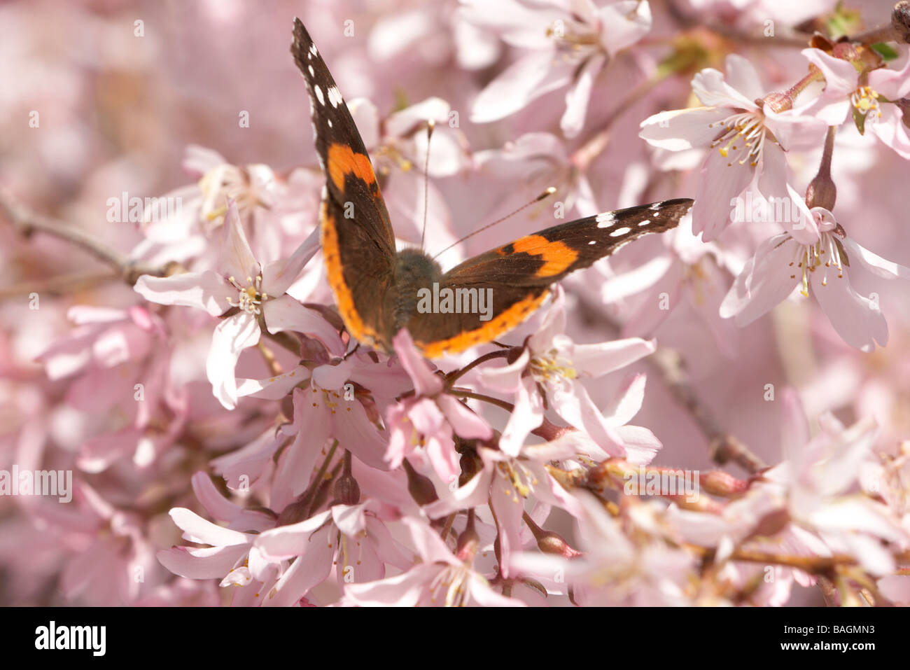 L'amiral rouge un papillon sur un cerisier pleureur entouré de fleurs rose Banque D'Images