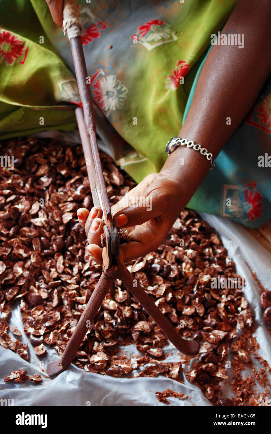 Séchées, les noix de bétel traitement Sirsi, Karnataka, Inde Banque D'Images