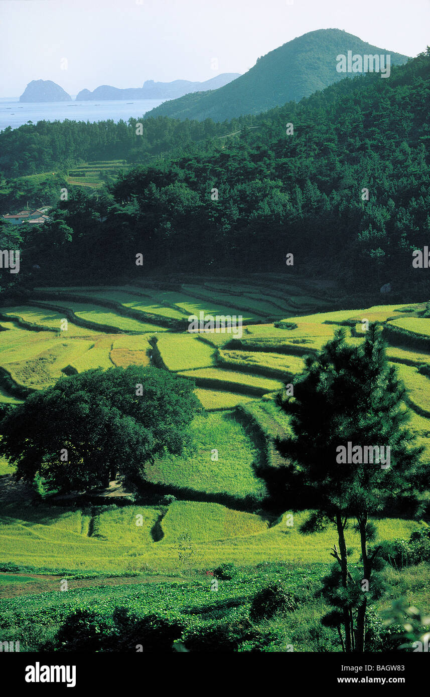 La Corée du Sud, la province de Gangwon-do, les rizières et Kallyo National Marine Park Banque D'Images