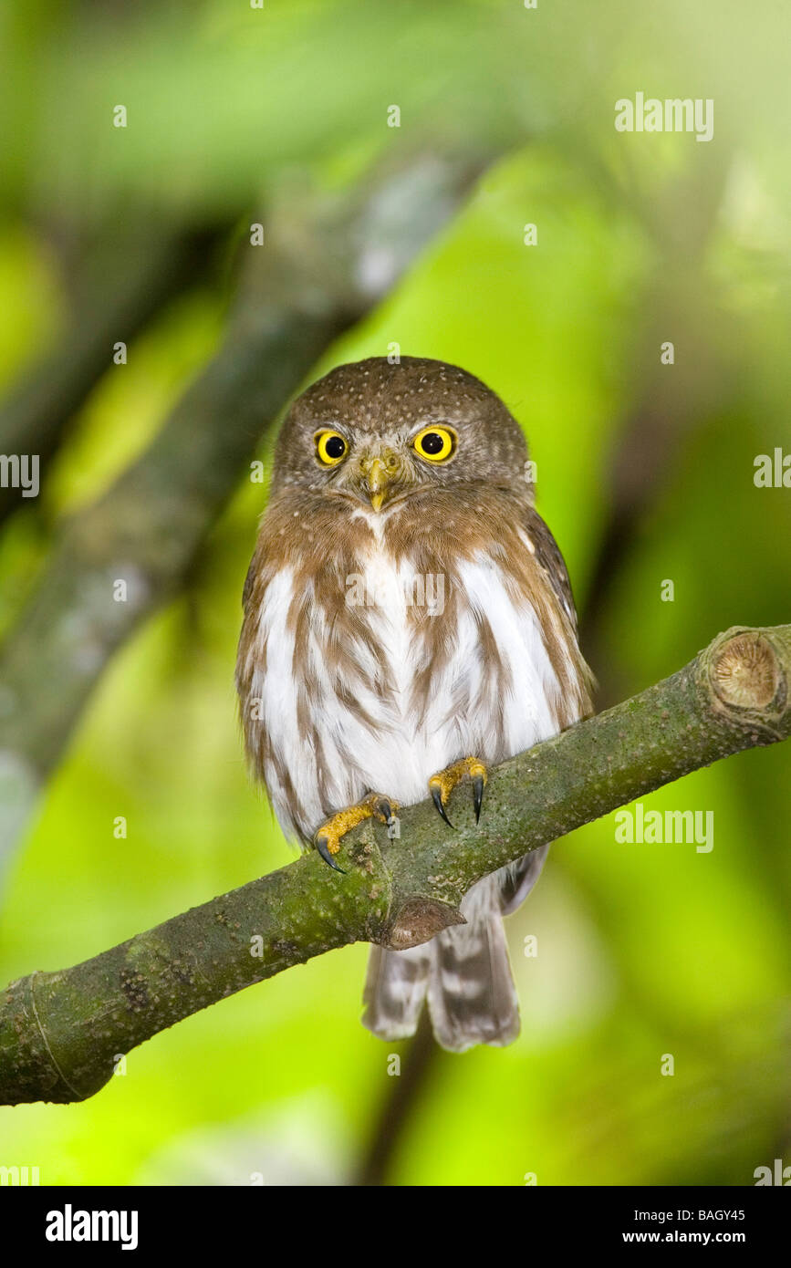 Colima Chouette naine Glaucidium palmarum La Bajada Nayarit Mexique 27 mars Hot Strigidae Banque D'Images