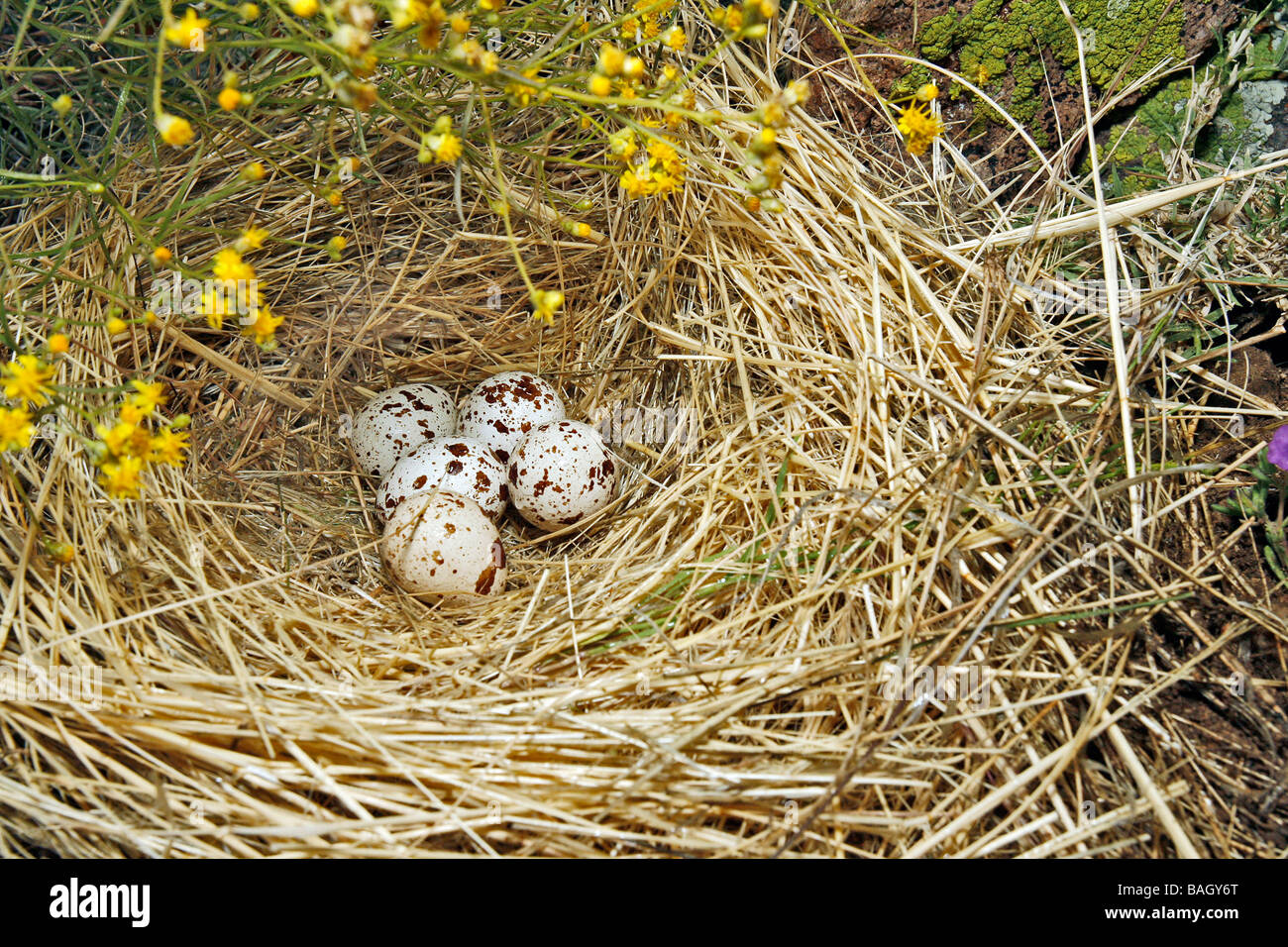 Colin de Gambel Banque D'Images