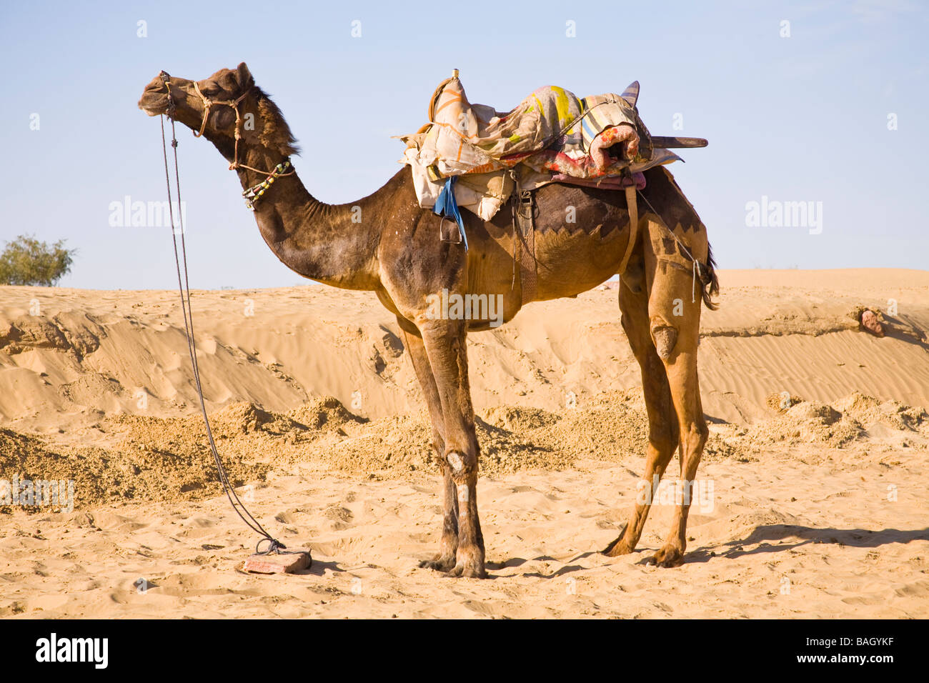 À Osian Camel Camel Camp, Osian, Rajasthan, Inde Banque D'Images