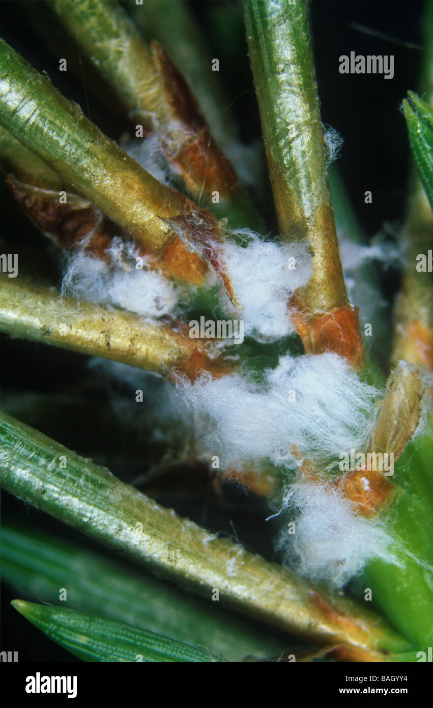 Le pin d'adelgids Pineus pini sur les aiguilles de pin sylvestre Banque D'Images