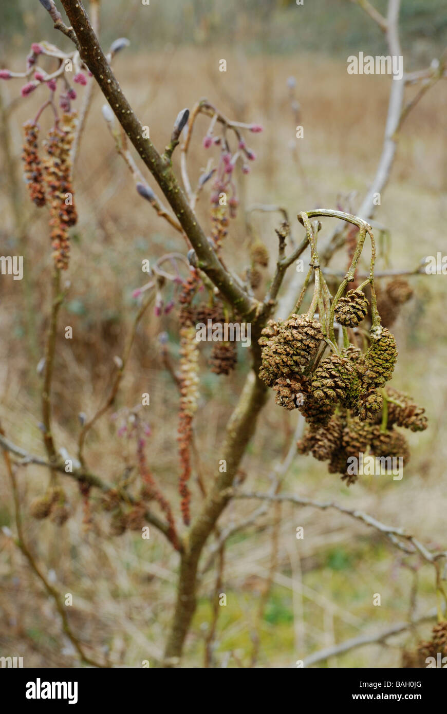 Chatons, Cones et fleurs femelles de l'Alnus glutinosa Alder Tree, Pays de Galles, Royaume-Uni. Banque D'Images