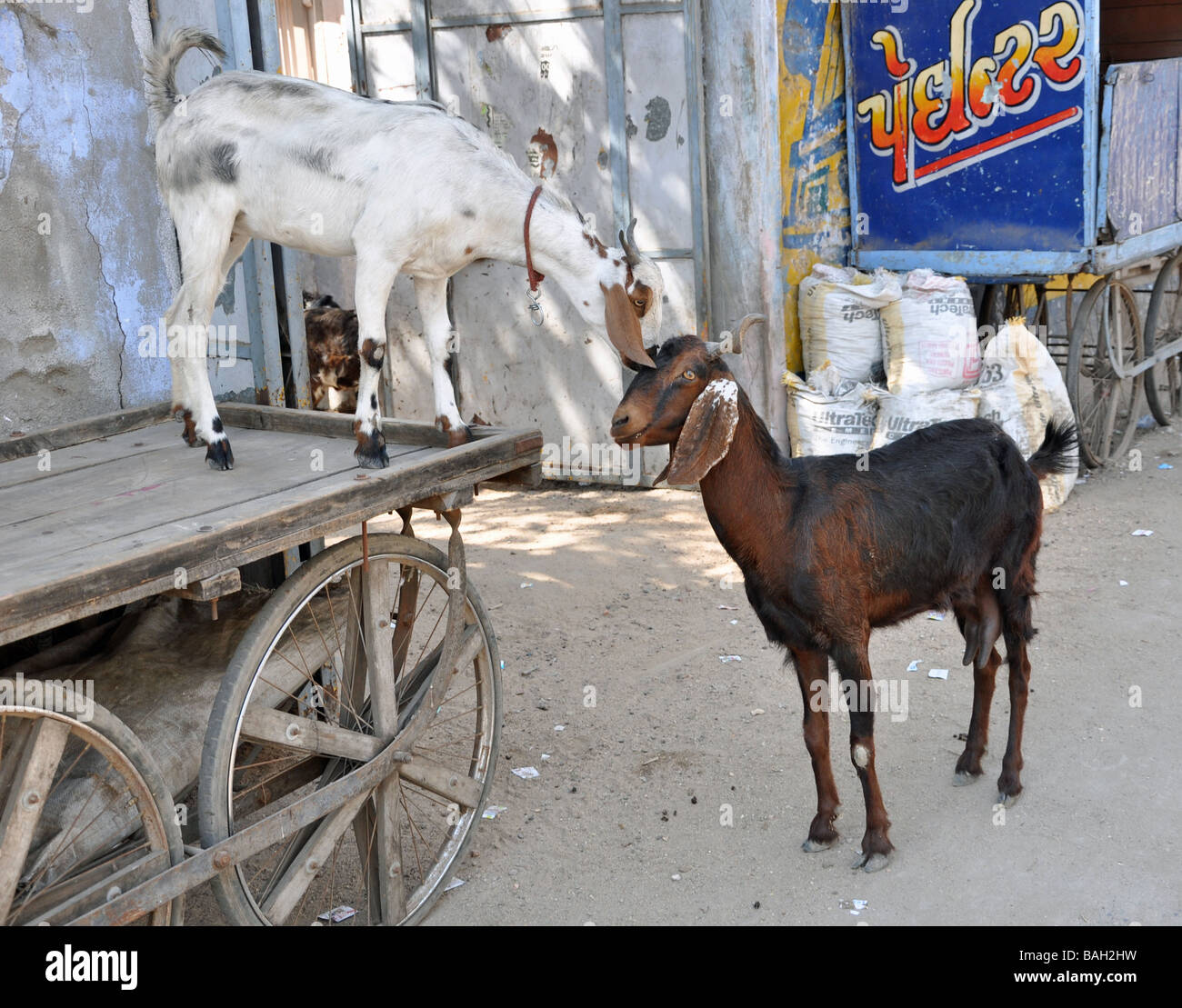 Chèvres affectueux à la ville côtière de Mandvi, Kutch, Gujarat, Inde Banque D'Images