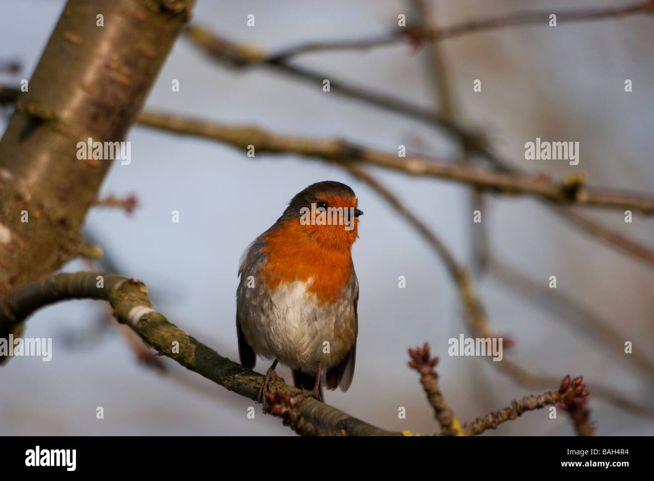 Robin perché dans un arbre Banque D'Images